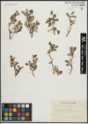 Foto von Salix arbuscula L. x Salix reticulata L.